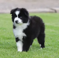 Medina BBF 3, a female Miniature Australian Shepherd for sale in Delta, CO – 3 of 4