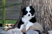 Grizzly, a male Toy Australian Shepherd for sale in Delta, CO – 4 of 4