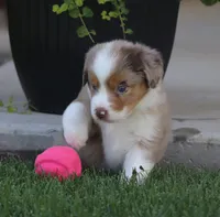 Molly RMM, a male Miniature Australian Shepherd for sale in Delta, CO – 7 of 10