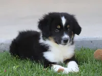 Laney BTM2, a male Miniature Australian Shepherd for sale in Delta, CO – 5 of 6