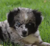 Dixie BMF 2, a female Miniature Australian Shepherd for sale in Delta, CO – 3 of 7