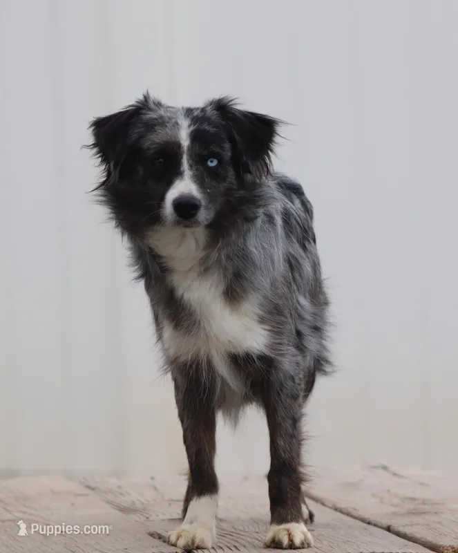 Blue – Miniature Australian Shepherd puppy for sale in Delta, CO