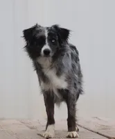 Blue, a female Miniature Australian Shepherd for sale in Delta, CO – Photo 1 of 5