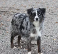 Blue, a female Miniature Australian Shepherd for sale in Delta, CO – Photo 2 of 5