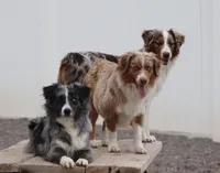Blue, a female Miniature Australian Shepherd for sale in Delta, CO – Photo 4 of 5