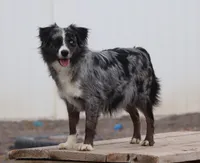 Blue, a female Miniature Australian Shepherd for sale in Delta, CO – Photo 3 of 5