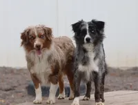 Blue, a female Miniature Australian Shepherd for sale in Delta, CO – Photo 5 of 5