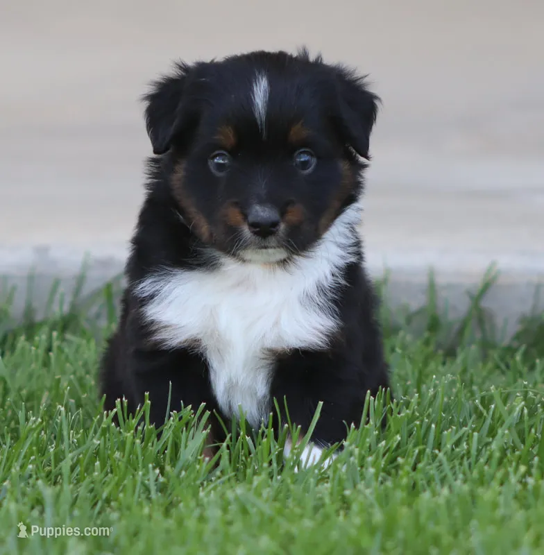 Snip BTM – Miniature Australian Shepherd puppy for sale in Delta, CO