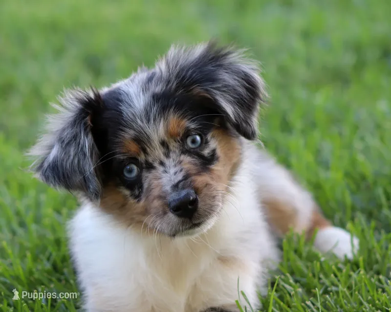 Snip BMF – Miniature Australian Shepherd puppy for sale in Delta, CO