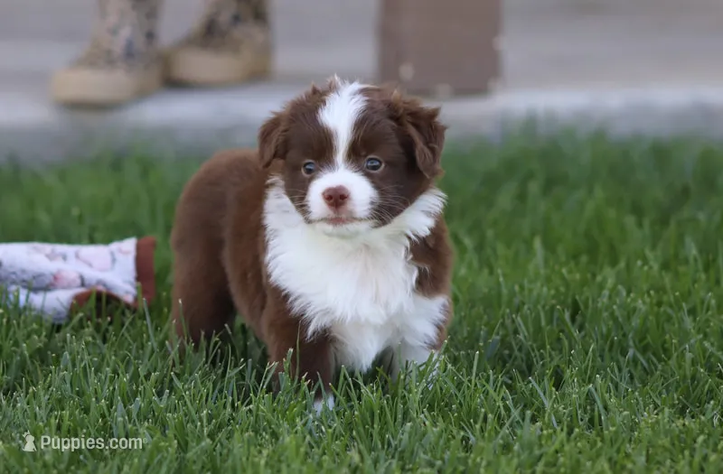 Fox – Toy Australian Shepherd puppy for sale in Delta, CO