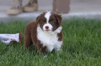 Fox, a female Toy Australian Shepherd for sale in Delta, CO – 1 of 3