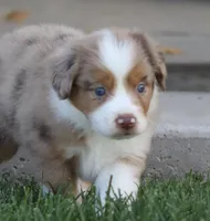 Molly RMM, a male Miniature Australian Shepherd for sale in Delta, CO – 8 of 10