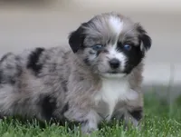 Laney BMF 2, a female Miniature Australian Shepherd for sale in Delta, CO – 3 of 4