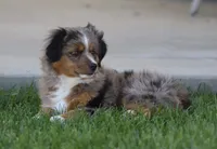 Boots BMF, a female Toy Australian Shepherd for sale in Delta, CO – 3 of 4
