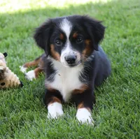 Molly BTF, a female Miniature Australian Shepherd for sale in Delta, CO – 2 of 10