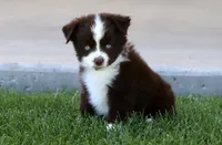 Buck, a male Toy Australian Shepherd for sale in Delta, CO – 2 of 4