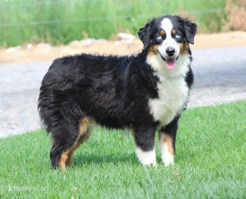 Pepper – Miniature Australian Shepherd puppy for sale in Delta, CO