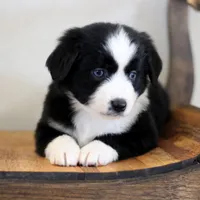 Jack, a male Miniature Australian Shepherd for sale in Delta, CO – Photo 3 of 6