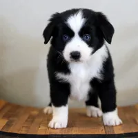 Jack, a male Miniature Australian Shepherd for sale in Delta, CO – Photo 5 of 6
