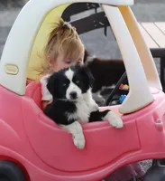 Jack, a male Miniature Australian Shepherd for sale in Delta, CO – 4 of 9