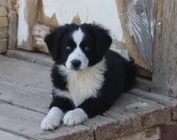 Jack, a male Miniature Australian Shepherd for sale in Delta, CO – 2 of 9