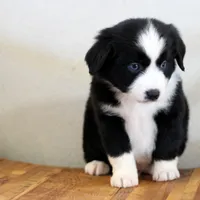 Jack, a male Miniature Australian Shepherd for sale in Delta, CO – Photo 2 of 6