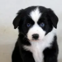 Jack, a male Miniature Australian Shepherd for sale in Delta, CO – Photo 1 of 6