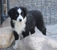 Jack, a male Miniature Australian Shepherd for sale in Delta, CO – 3 of 9