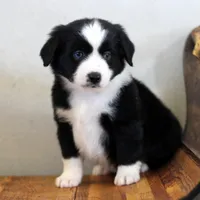 Jack, a male Miniature Australian Shepherd for sale in Delta, CO – Photo 6 of 6