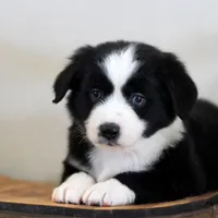 Jack, a male Miniature Australian Shepherd for sale in Delta, CO – Photo 4 of 6