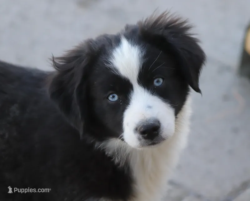 Jack – Miniature Australian Shepherd puppy for sale in Delta, CO