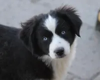Jack, a male Miniature Australian Shepherd for sale in Delta, CO – 1 of 9