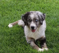 Laney BMF 4, a female Miniature Australian Shepherd for sale in Delta, CO – 3 of 7