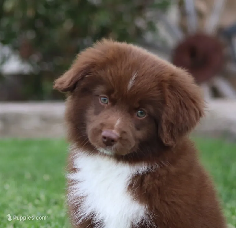 Medina RBF – Miniature Australian Shepherd puppy for sale in Delta, CO