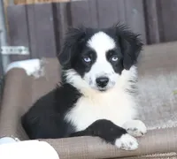 Barbie, a female Toy Australian Shepherd for sale in Delta, CO – Photo 2 of 2