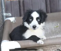 Barbie, a female Toy Australian Shepherd for sale in Delta, CO – Photo 1 of 2