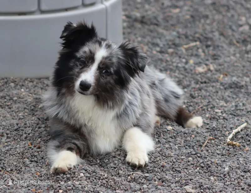 Mr. Fancy – Toy Australian Shepherd puppy for sale in Delta, CO