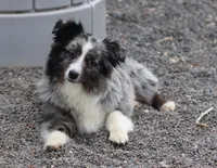 Mr. Fancy, a male Toy Australian Shepherd for sale in Delta, CO – Photo 1 of 3