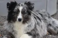 Mr. Fancy, a male Toy Australian Shepherd for sale in Delta, CO – Photo 2 of 3