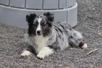 Mr. Fancy, a male Toy Australian Shepherd for sale in Delta, CO – Photo 3 of 3