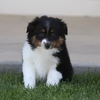 Boots BTF, a female Toy Australian Shepherd for sale in Delta, CO – 2 of 4