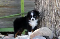 Birdie, a female Toy Australian Shepherd for sale in Delta, CO – 4 of 4