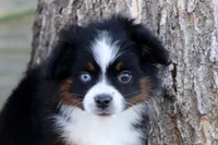 Birdie, a female Toy Australian Shepherd for sale in Delta, CO – 3 of 4