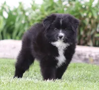 Medina BBF 2, a female Miniature Australian Shepherd for sale in Delta, CO – 1 of 4