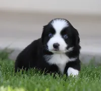 Laney BBM, a male Miniature Australian Shepherd for sale in Delta, CO – 1 of 3