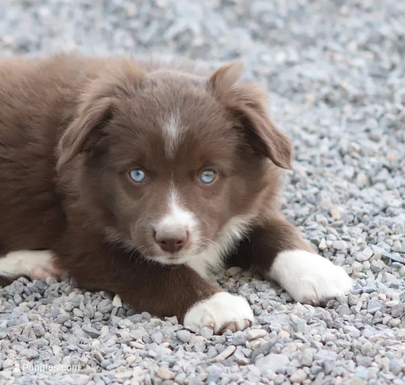 Boots RBF – Toy Australian Shepherd puppy for sale in Delta, CO