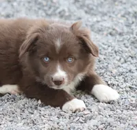 Boots RBF, a female Toy Australian Shepherd for sale in Delta, CO – 1 of 4