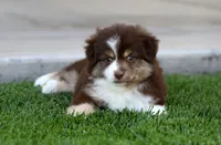 Poppy, a female Miniature Australian Shepherd for sale in Delta, CO – 3 of 4