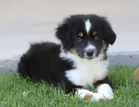 Laney BTM2, a male Miniature Australian Shepherd for sale in Delta, CO – 2 of 6