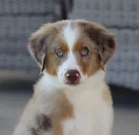Molly RMM, a male Miniature Australian Shepherd for sale in Delta, CO – 4 of 6